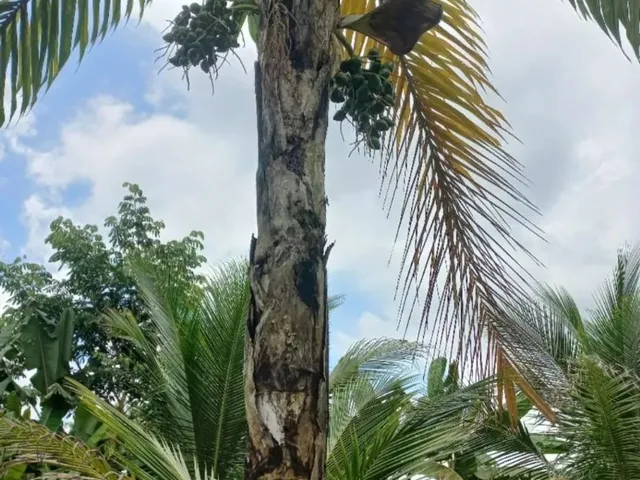 Imagem 7: Lindo Sitio em Balbina Presidente Figueiredo