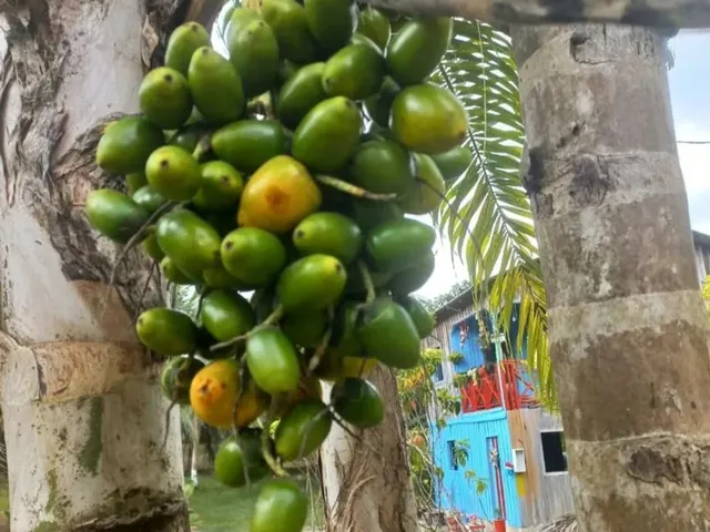 Imagem 8: Lindo Sitio em Balbina Presidente Figueiredo