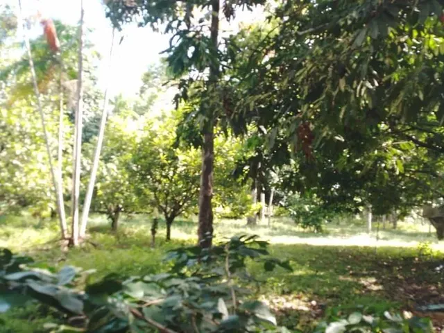 Imagem 1: Terreno Belíssimo em Presidente Figueiredo
