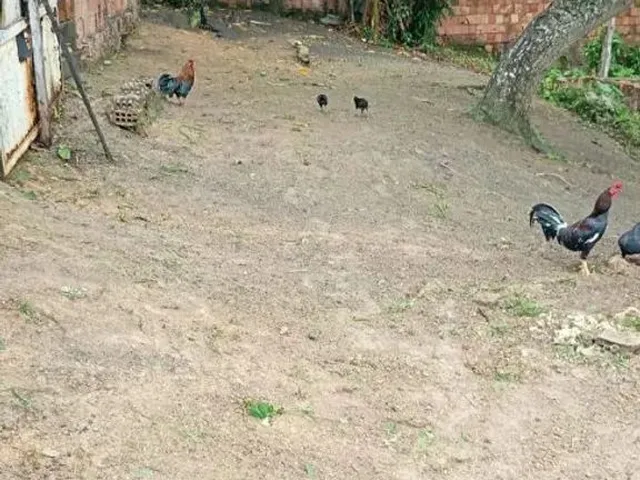 Imagem: Terreno no Valpariso Boa Localização Liga