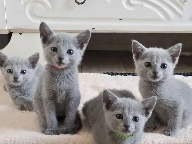 Imagem: Promoção de Fim de Ano Gatinho Russian