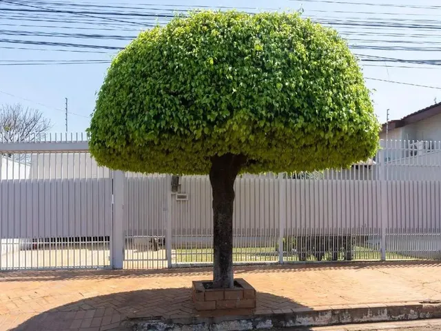 Imagem: Casa Térrea no Bairro Vila Vilas Boas