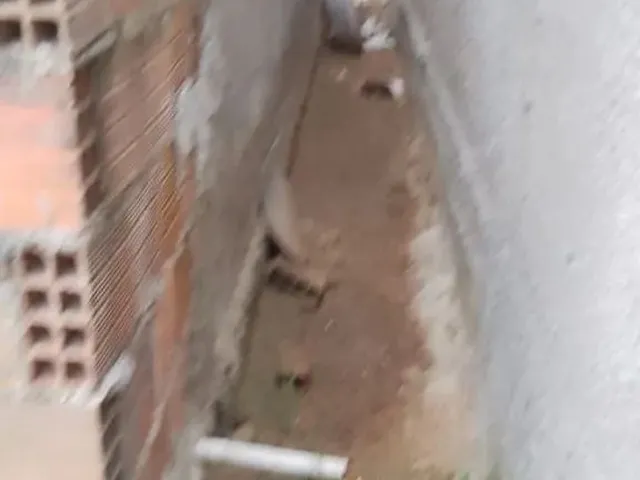 Imagem 7: Casa com 5 Cômodo e Terreno para Construir Deck Ainda Se Preferir