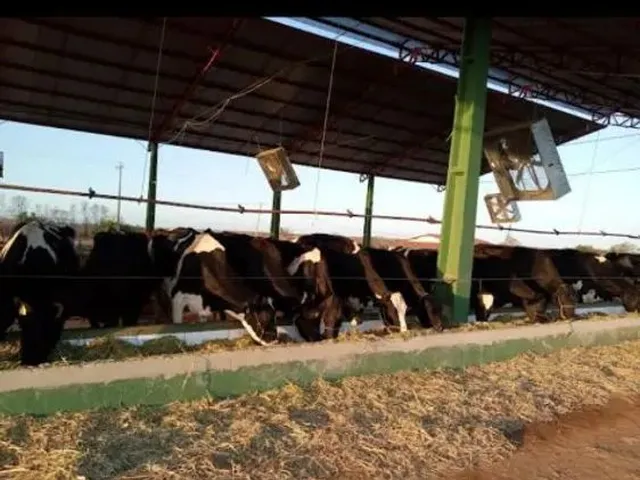 Imagem 1: Vendo Uma Fazenda em Pentecoste