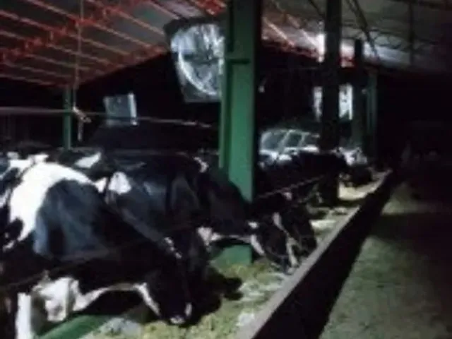 Imagem 7: Vendo Uma Fazenda em Pentecoste