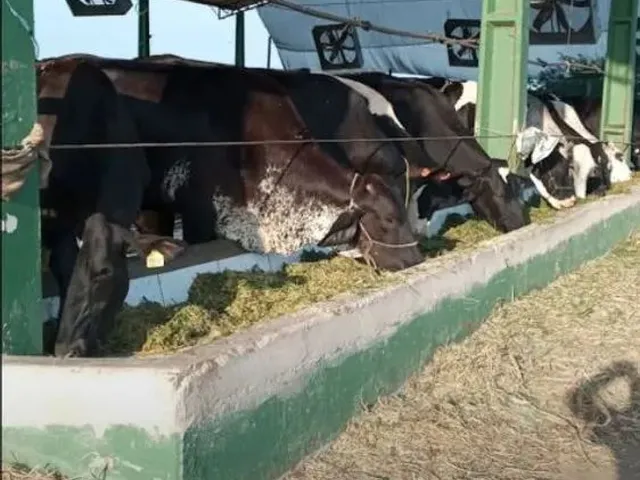 Imagem 9: Vendo Uma Fazenda em Pentecoste