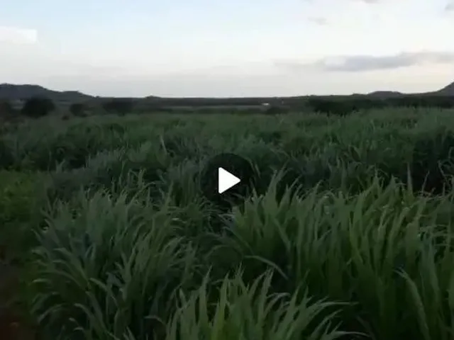 Imagem 11: Vendo Uma Fazenda em Pentecoste