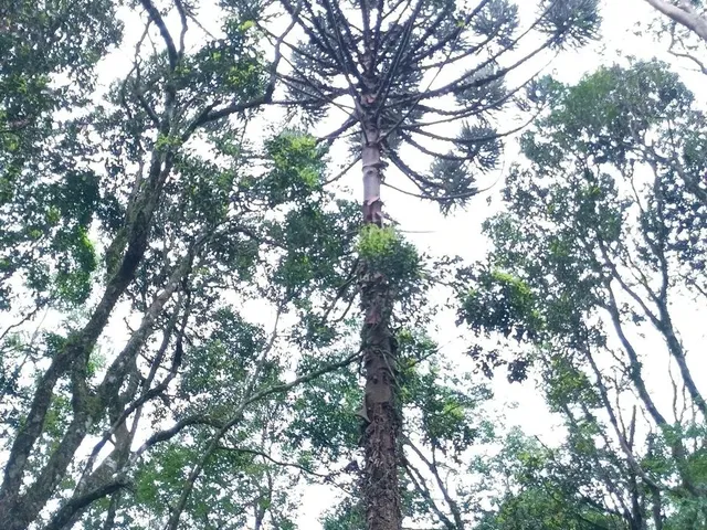Imagem 6: Chácara de 4.686M² Pertinho de Gramado