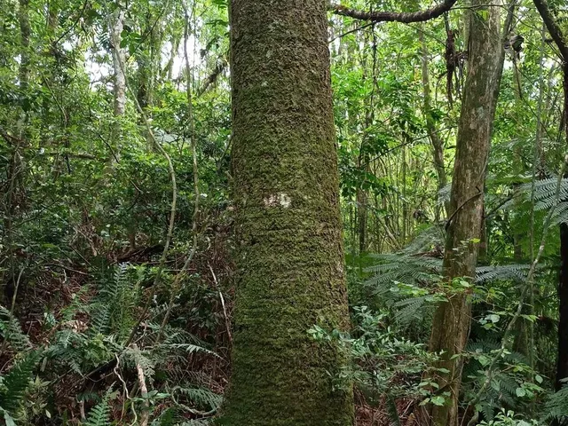 Imagem 7: Chácara de 4.686M² Pertinho de Gramado