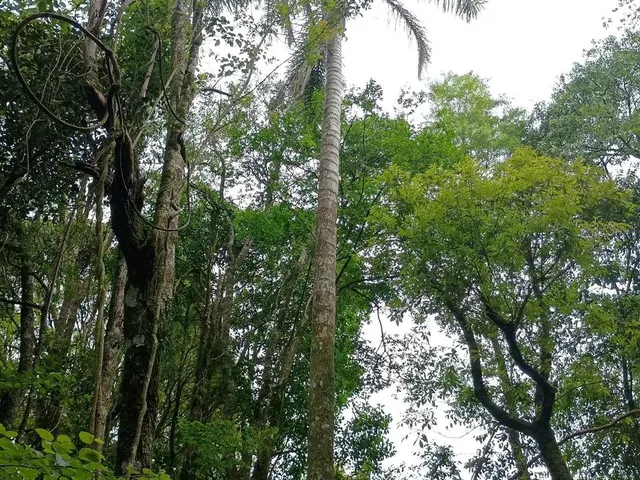Imagem 10: Chácara de 4.686M² Pertinho de Gramado