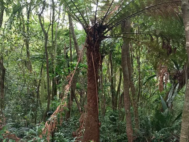 Imagem 11: Chácara de 4.686M² Pertinho de Gramado