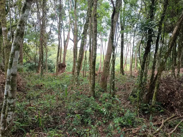 Imagem 12: Chácara de 4.686M² Pertinho de Gramado