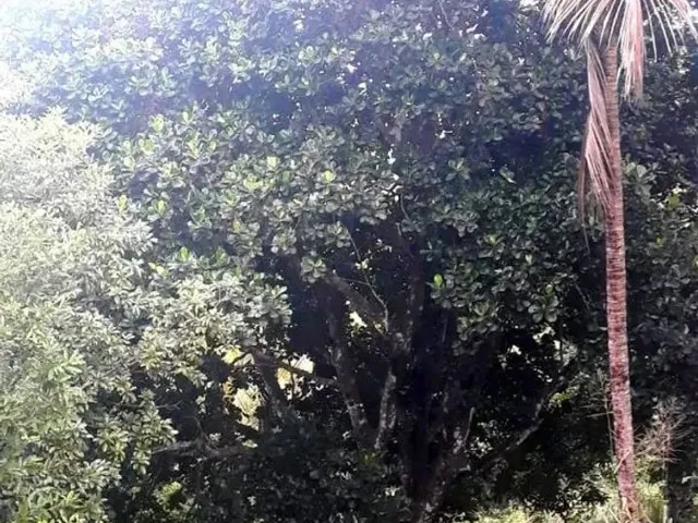 Imagem: A casa possui 2 Dormitórios, 1 Banheiro, 30.000m² de