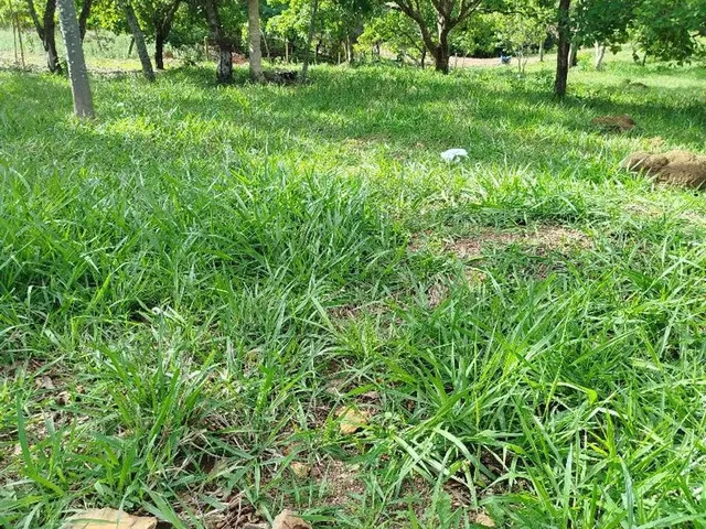 Imagem 5: Chácara em Bonfinópolis