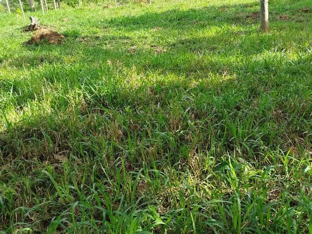 Imagem 8: Chácara em Bonfinópolis