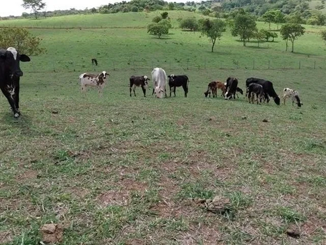 Imagem 5: Chácara de 09 Alqueires em Goianápolis-Go