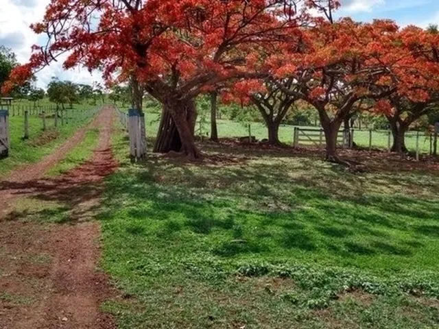 Imagem 10: Chácara de 09 Alqueires em Goianápolis-Go
