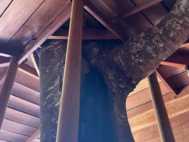 Imagem 13: Chácara 2000M², Casa de Madeira, 3Q, Área Gourmet, Piscina, Tanque Peixe, Aragoiânia