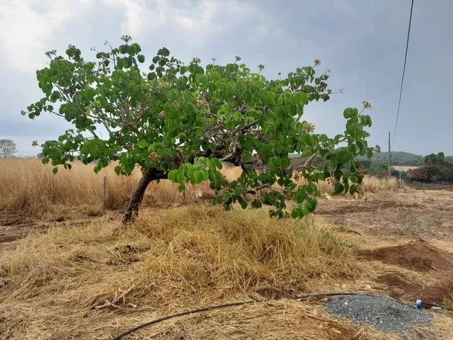 Imagem 6: Chácara em Bonfinópolis-Go. Tamanho: 2.000M2