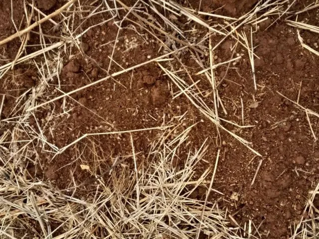 Imagem 9: Chácara em Bonfinópolis-Go. Tamanho: 2.000M2