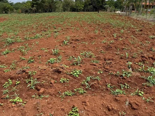 Imagem: 7 Km de Bonfinópolis, Terra Boa para Plantio