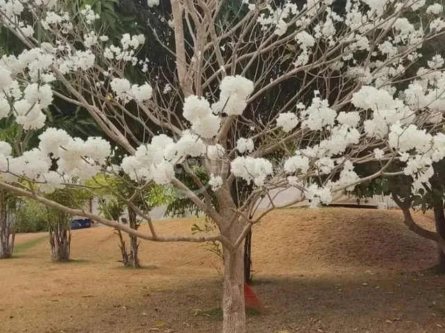 Imagem 9: Rural Fazenda / sítio com 3 dormitórios