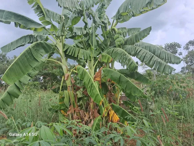 Imagem 10: Vende Se Chácara com venda por R$300.000