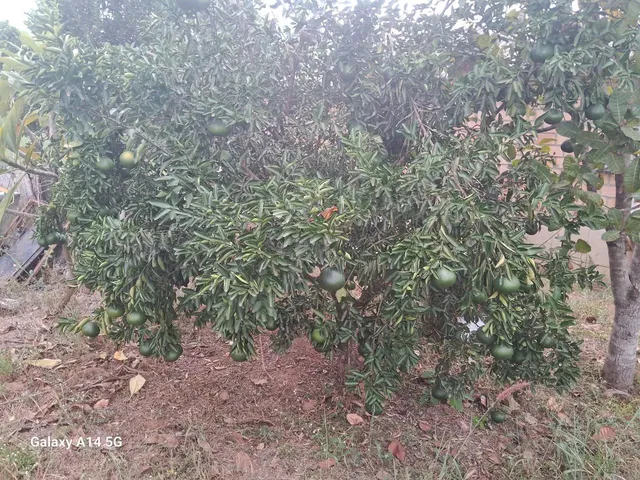 Imagem 2: Vende Se Chácara com venda por R$300.000
