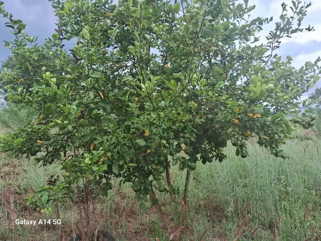 Imagem 3: Vende Se Chácara com venda por R$300.000