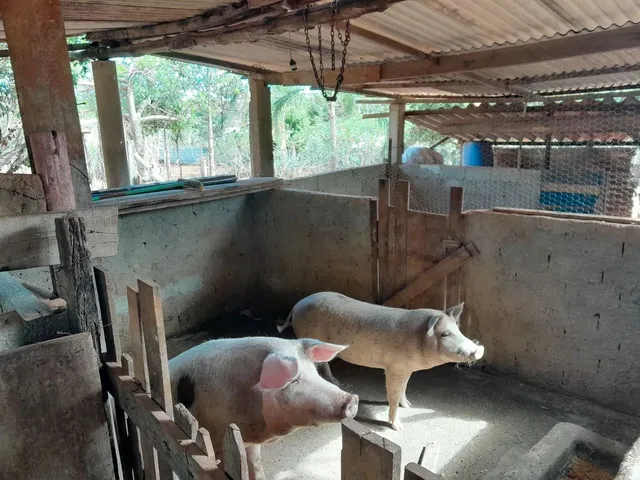 Imagem 13: Chácara 4.500M2 - Diversas Benfeitorias
