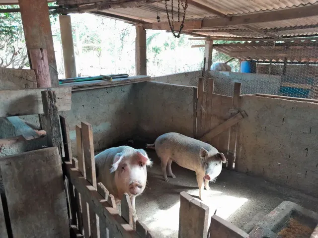 Imagem 14: Chácara 4.500M2 - Diversas Benfeitorias