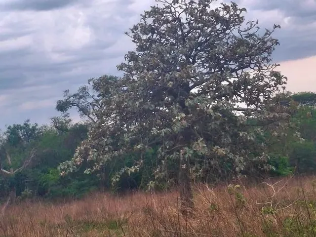 Imagem 5: 2 Alqueires de Terra