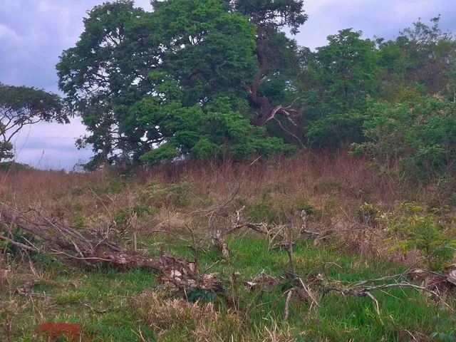 Imagem 7: 2 Alqueires de Terra