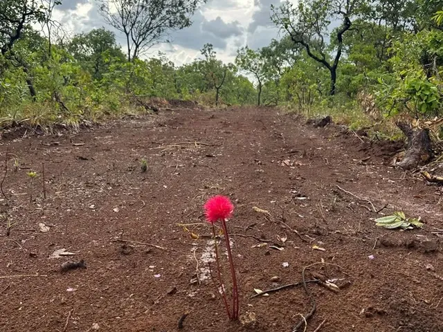 Imagem 8: Térreo em São Jorge - Chapada dos Veadeiros
