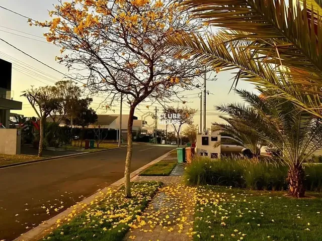 Imagem: Lote na Rua Mais Charmosa e Arborizada do
