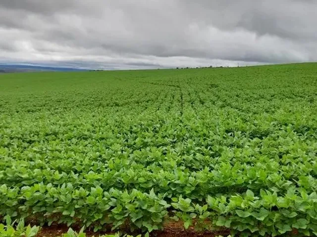 Imagem: A fazenda está localizado em Alto Paraíso de Goiás, GO