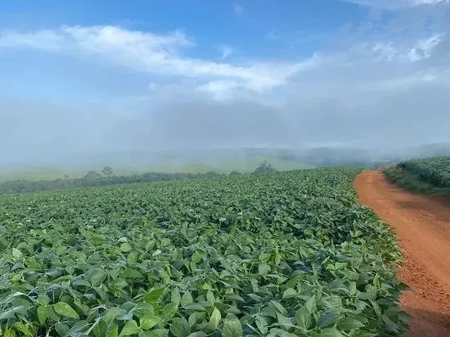 Imagem 2: Fazenda de 250 Alqueries