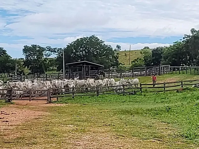 Imagem: Fazenda Á Venda 75 Alqueires Uruana - Go