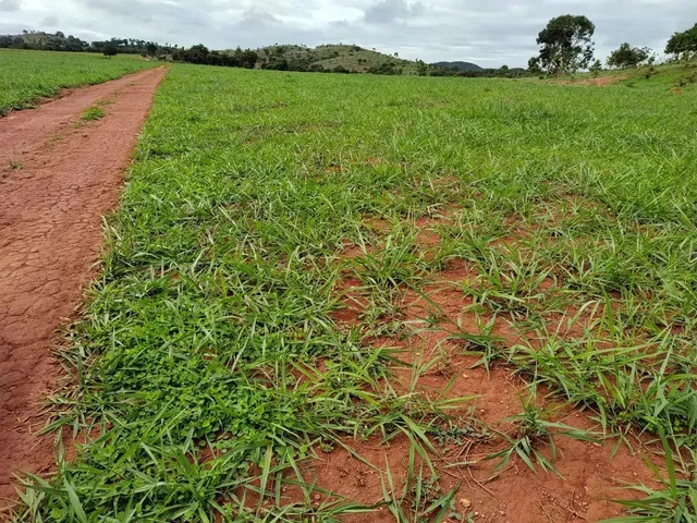 Imagem 3: Fazenda Á Venda 75 Alqueires Uruana - Go