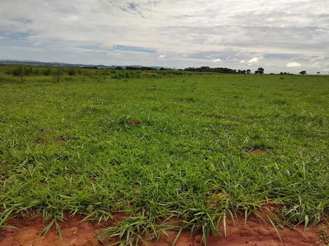 Imagem 15: Fazenda Á Venda 75 Alqueires Uruana - Go