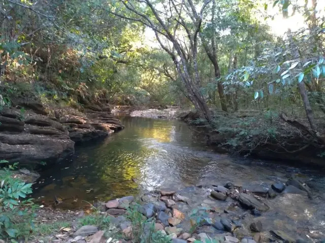 Imagem: Alqueire com Muito Mato À Beira do Rio