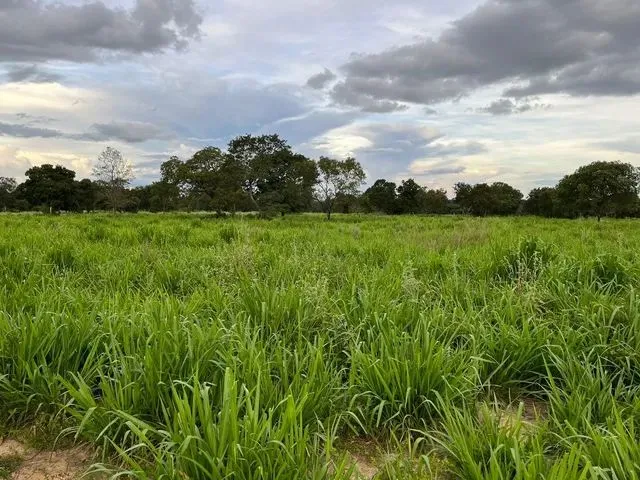 Imagem: Fazenda de 575 Alqueires em Uirapuru-Go