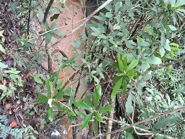 Imagem 3: Sítios e Chacaras Anápolis