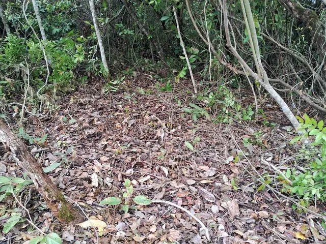 Imagem 5: Sítios e Chacaras Anápolis