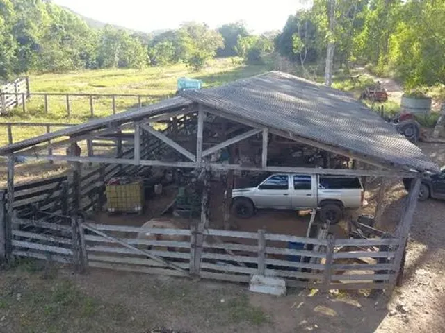 Imagem: Oportunidade! Fazenda de Eucalipto Ou Gado