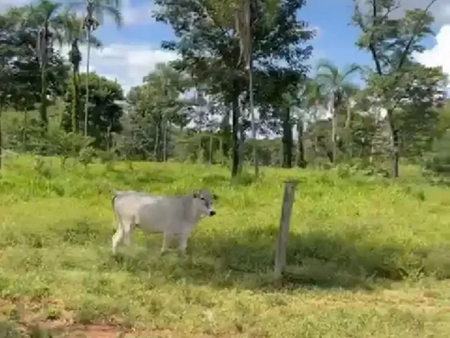 Imagem: Fazenda Cultura 614 Hectares Completa Negocio
