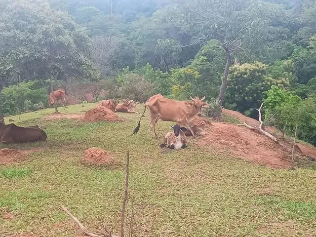 Imagem 5: Chácara no Monzondo Planaltina-Go com 17 Hectares