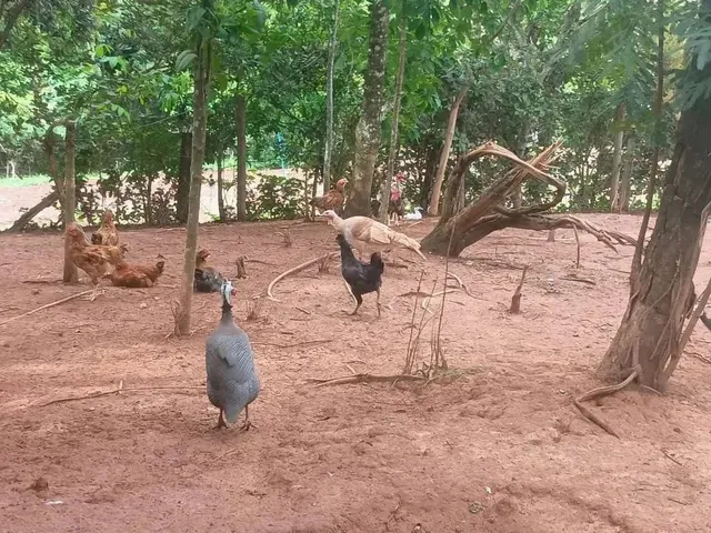 Imagem 10: Chácara no Monzondo Planaltina-Go com 17 Hectares