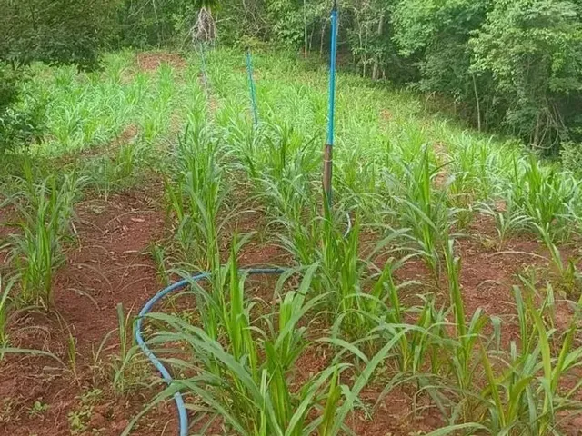 Imagem 2: Chácara no Monzondo Planaltina-Go com 17 Hectares