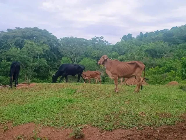 Imagem 3: Chácara no Monzondo Planaltina-Go com 17 Hectares